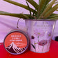 GoodLight Natural Candles | 100% Palm Wax, Cotton Wick, and Pure Essential Oil